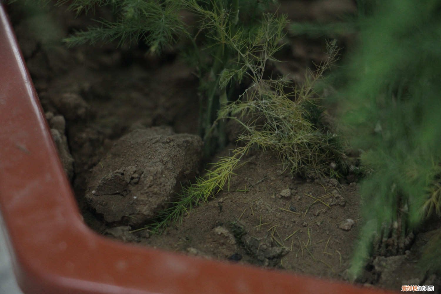 文竹夏天怎么养殖 文竹夏天怎么养