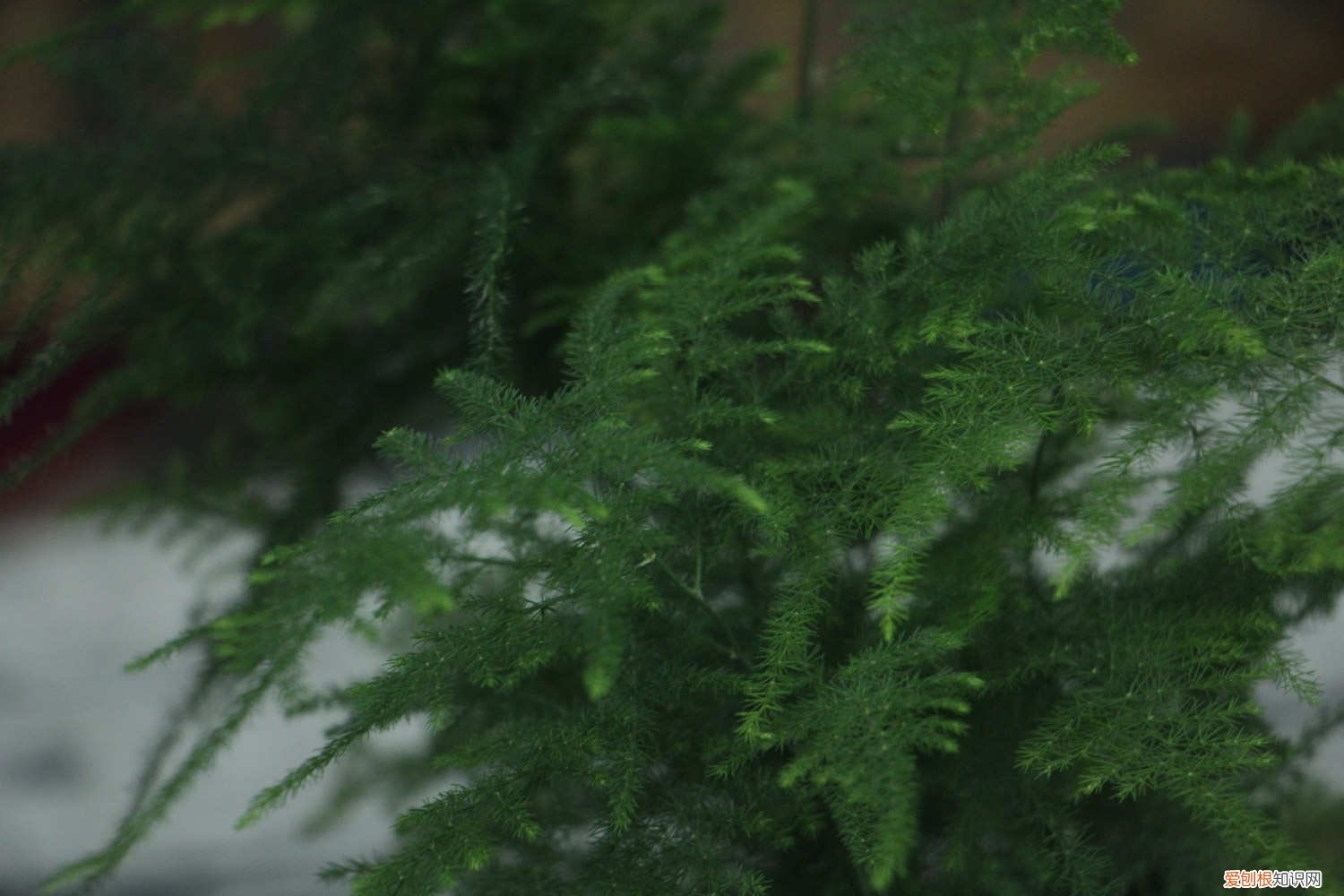 文竹夏天怎么养殖 文竹夏天怎么养