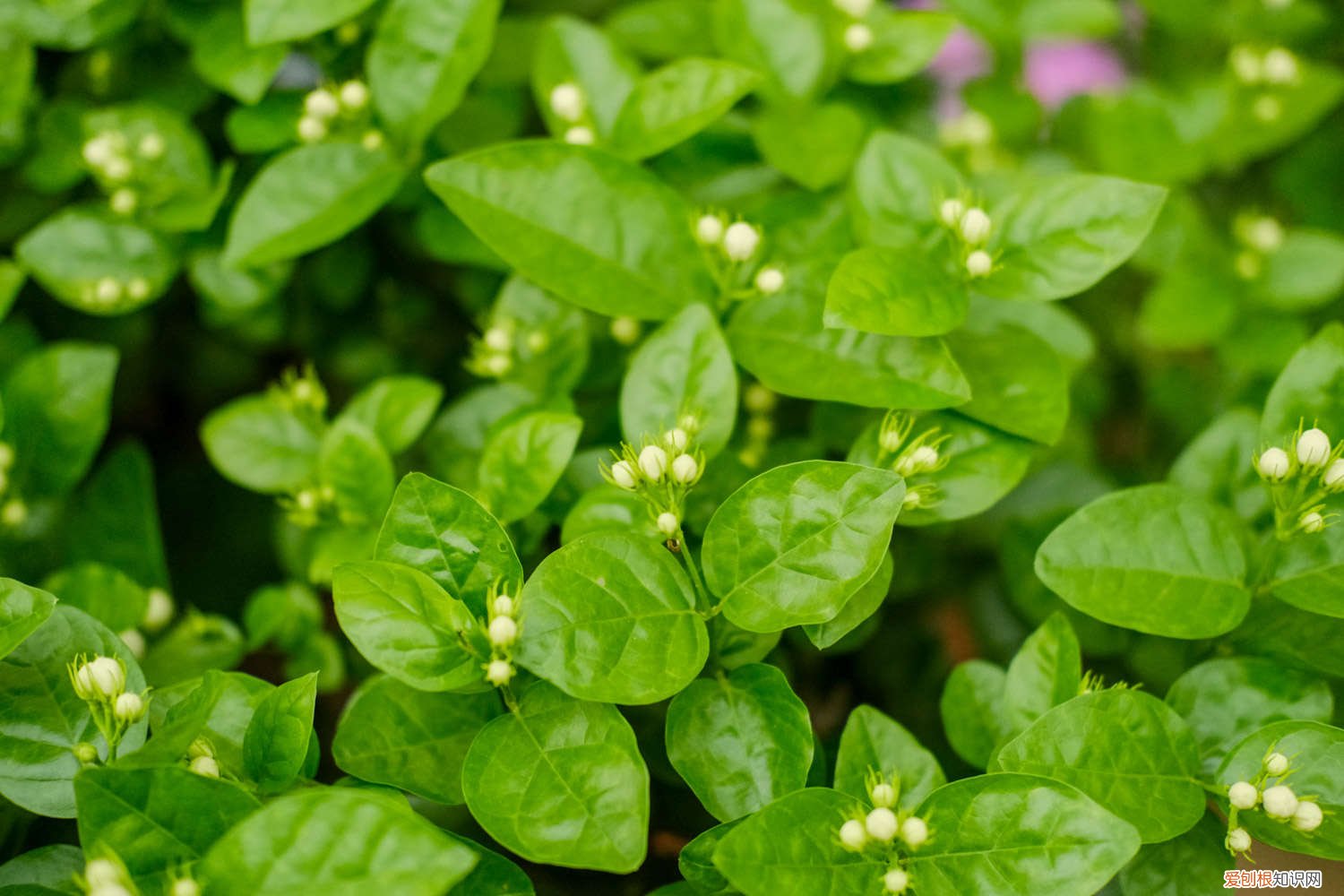 茉莉花的繁殖技术 茉莉繁殖最简单的方法