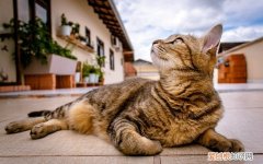 蓝白猫吃什么水果 猫吃什么水果