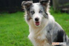 为什么养边牧的人少 养边牧人少的原因