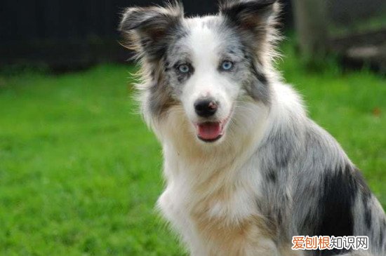 为什么养边牧的人少 养边牧人少的原因