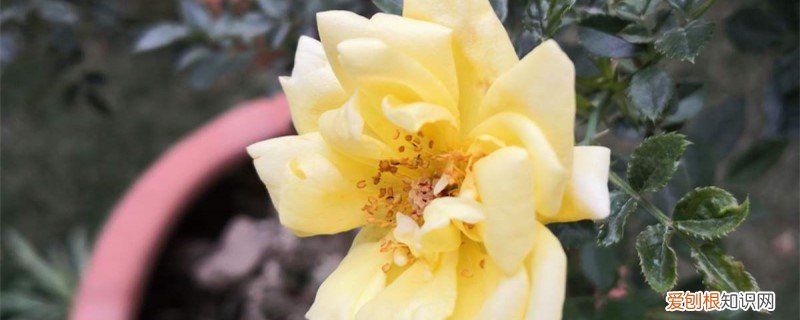 买的黄玫瑰怎么养 新买的黄刺玫怎么养