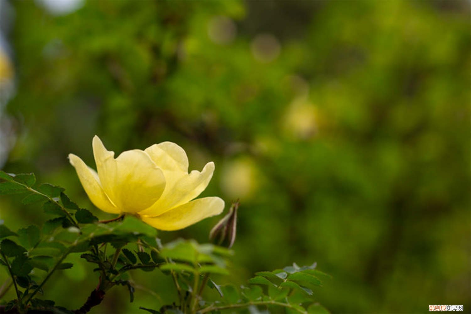 买的黄玫瑰怎么养 新买的黄刺玫怎么养