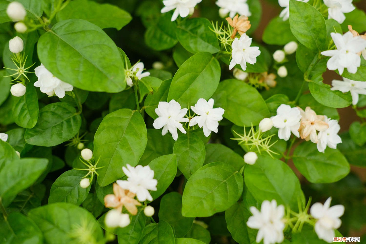 茉莉的修剪方法和注意事项 茉莉的修剪方法时间