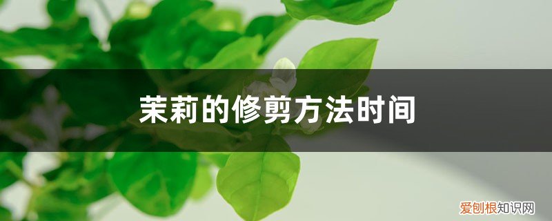 茉莉的修剪方法和注意事项 茉莉的修剪方法时间