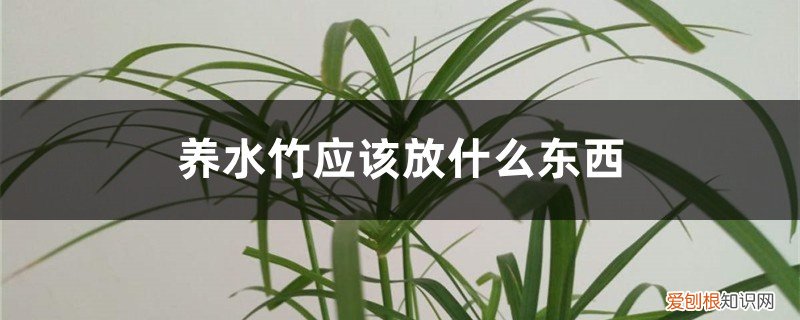 水竹可以直接放水里养吗? 养水竹应该放什么东西