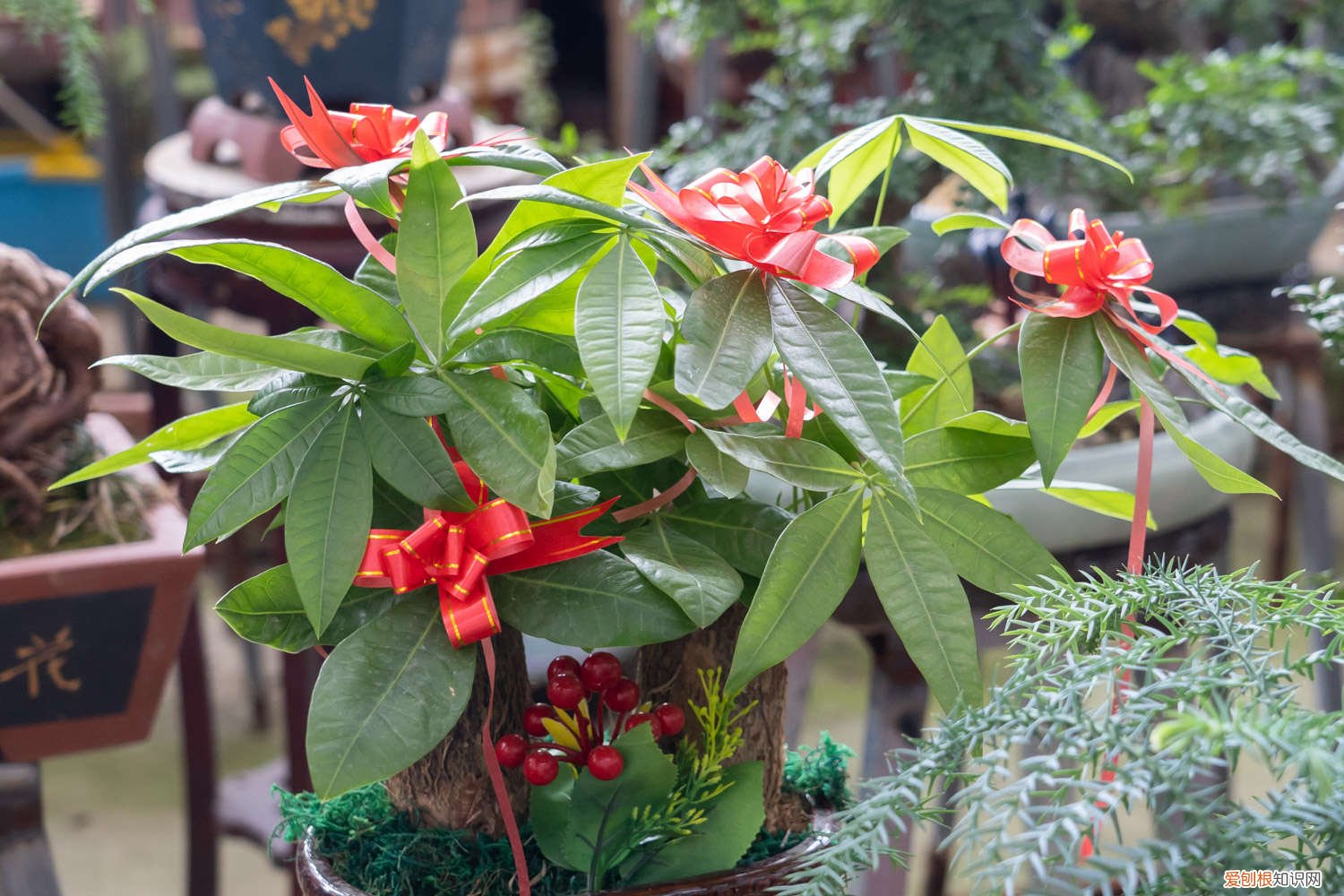 夏天发财树养殖方法 夏天发财树怎么养