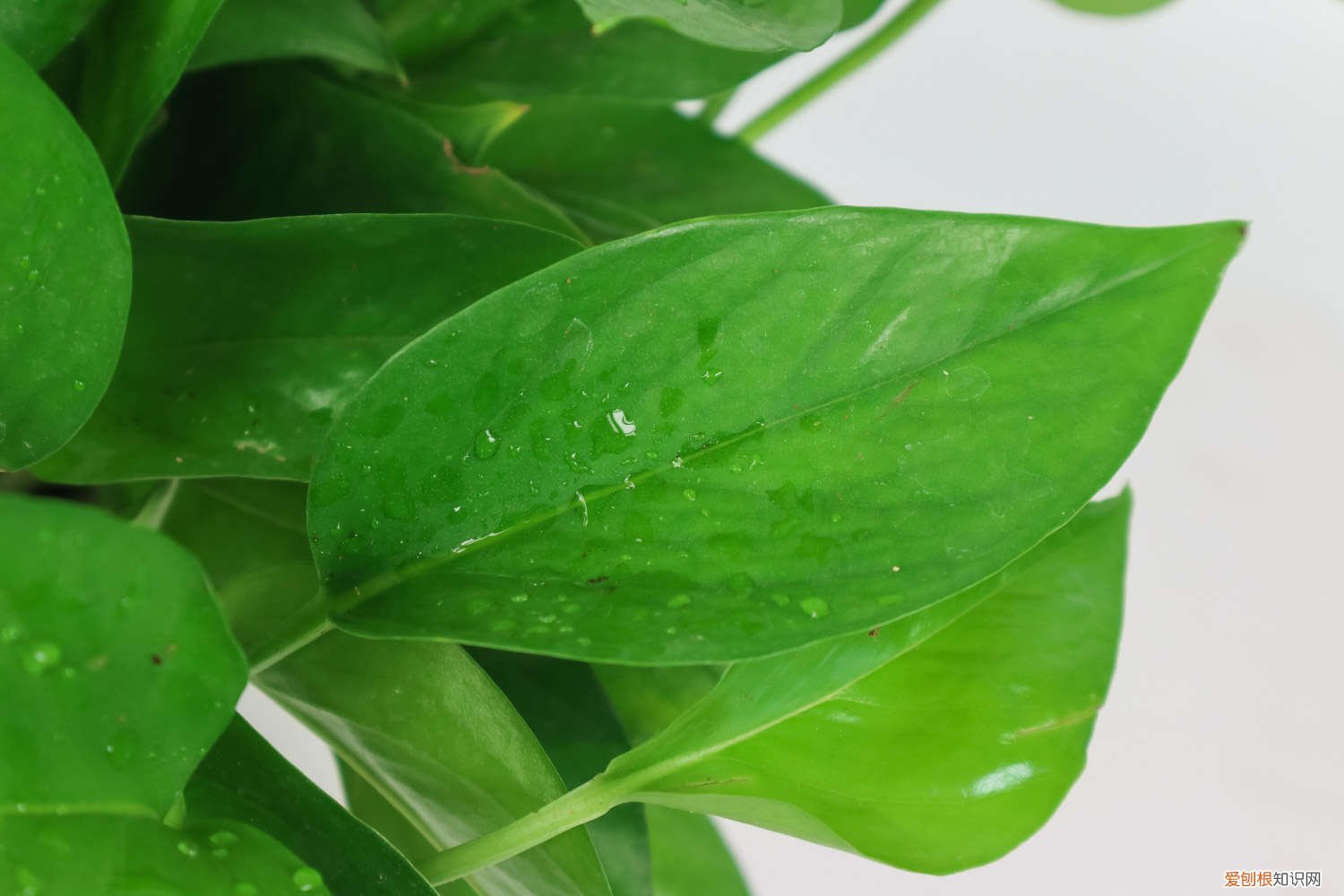 绿萝可以移植吗怎么移植 绿萝移植的方法与技巧