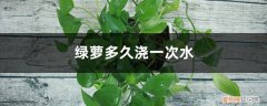 南方冬天绿萝多久浇一次水 绿萝多久浇一次水
