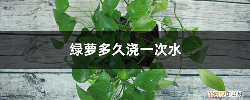 南方冬天绿萝多久浇一次水 绿萝多久浇一次水