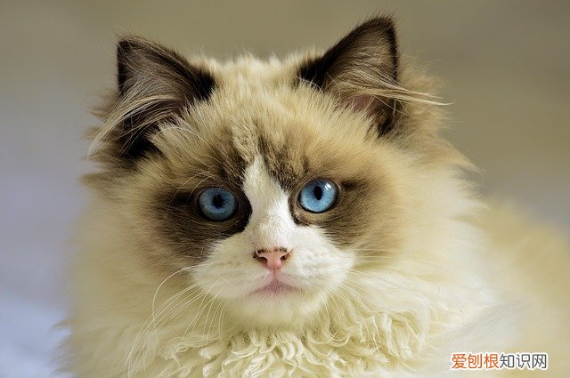 怎么才能让笼子里的猫不叫 如何让猫咪在笼子里不叫