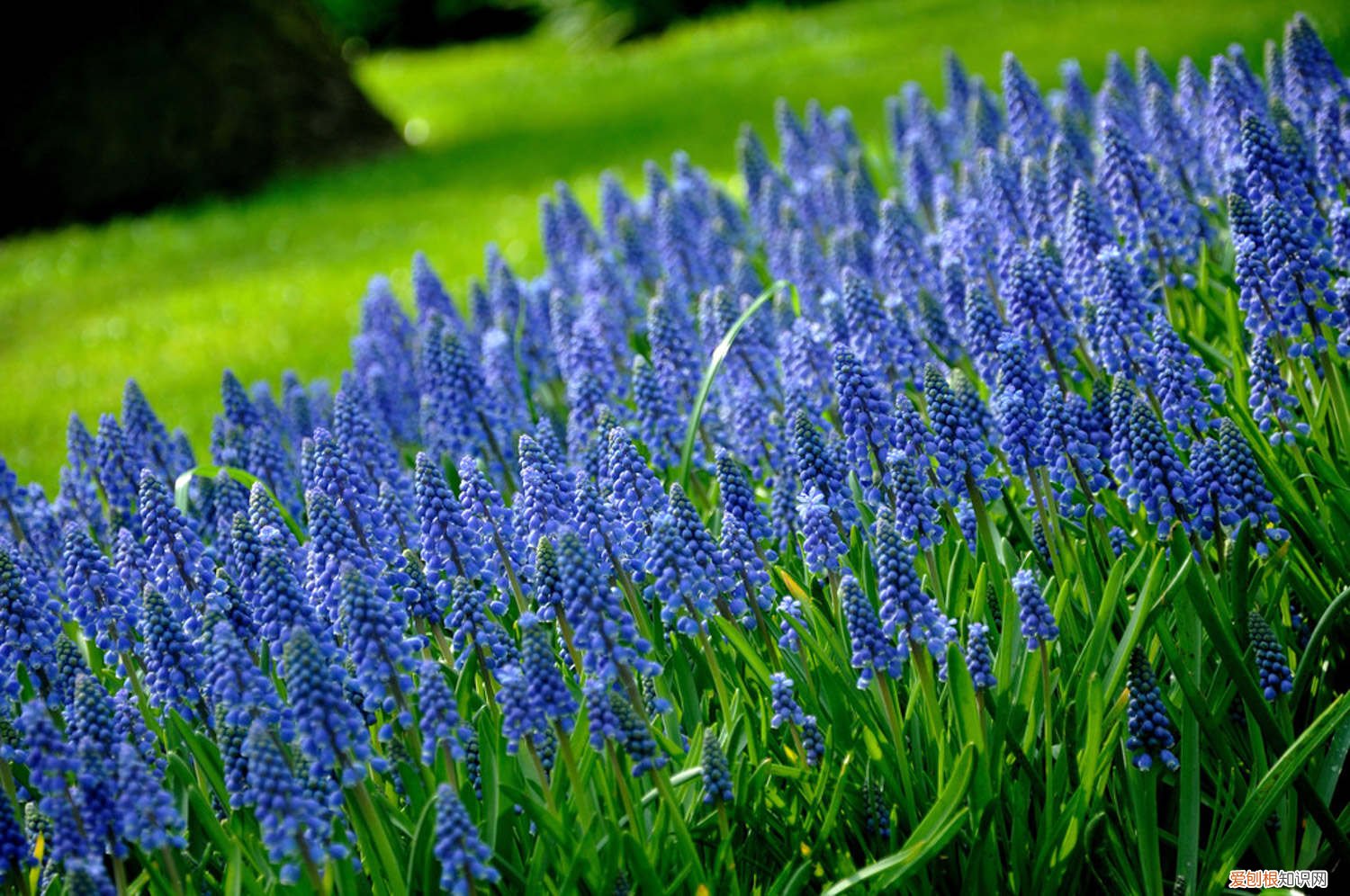 葡萄风信子怎么栽种 新买的葡萄风信子怎么养