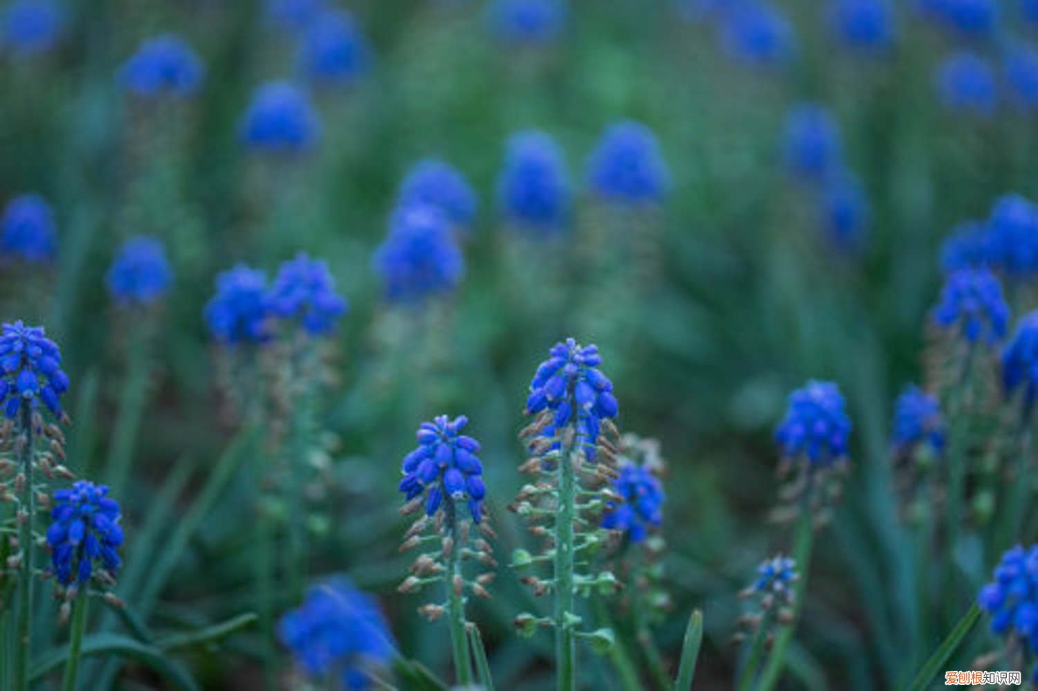 葡萄风信子怎么栽种 新买的葡萄风信子怎么养