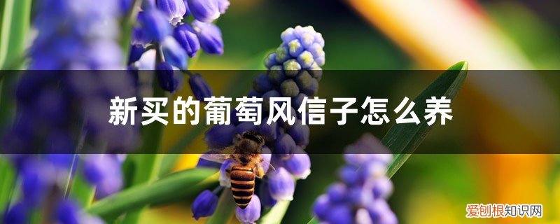 葡萄风信子怎么栽种 新买的葡萄风信子怎么养