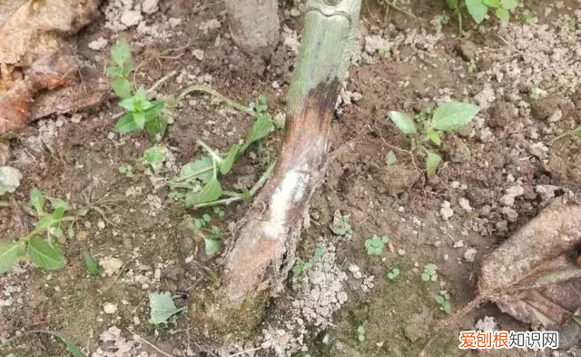 百香果茎腐病怎么防治