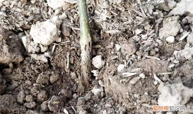 百香果茎腐病怎么防治