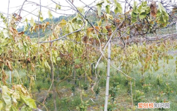 百香果茎腐病怎么防治