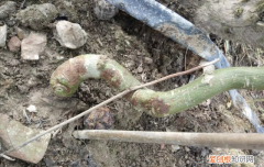 百香果茎腐病怎么防治