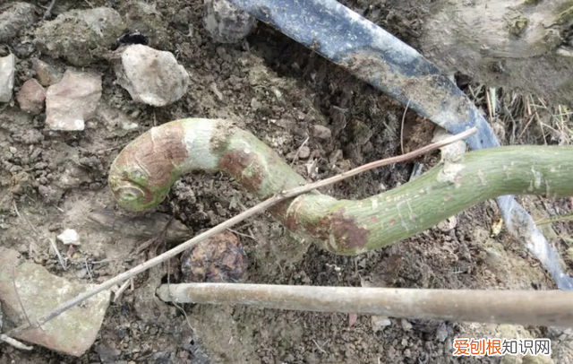 百香果茎腐病怎么防治