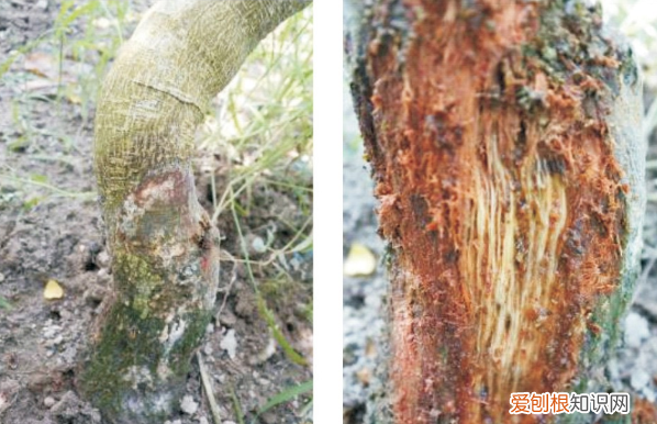 百香果茎腐病怎么防治