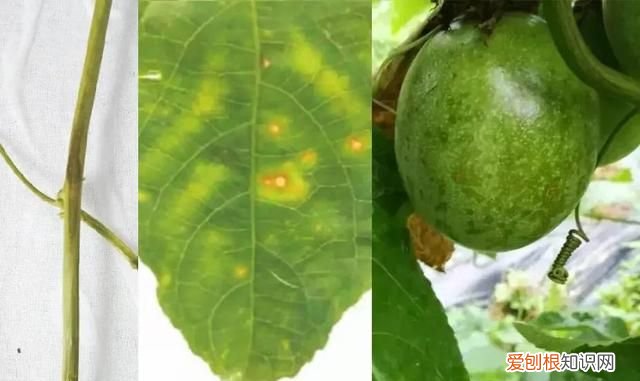 百香果茎腐病怎么防治