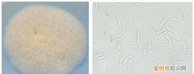 百香果茎腐病怎么防治