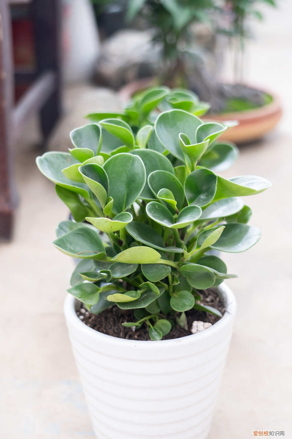 豆瓣绿长的太高了怎么办 豆瓣绿长太高了怎么办