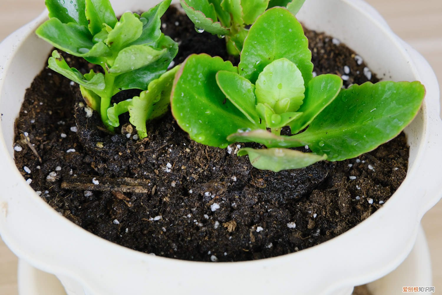 长寿花花开败了以后怎么办 长寿花开败后怎么处理