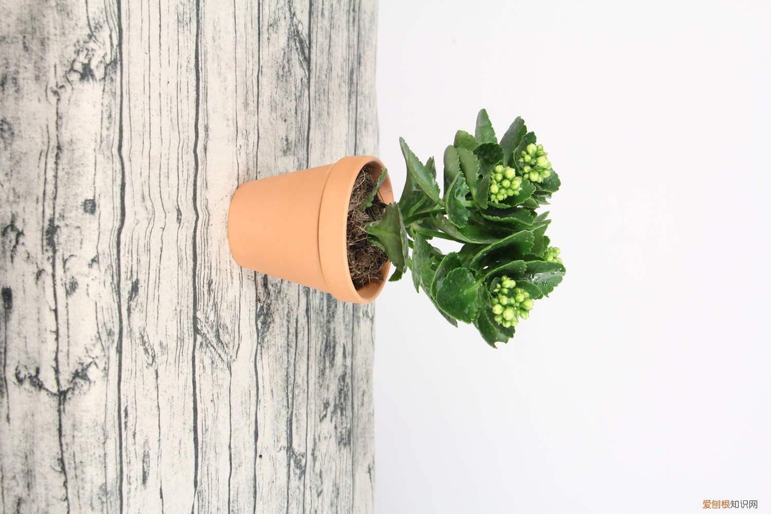 长寿花花开败了以后怎么办 长寿花开败后怎么处理