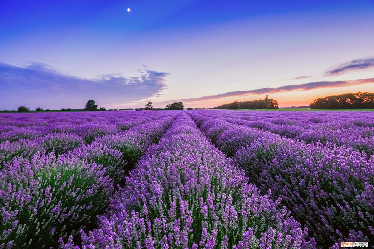 薰衣草怎么繁殖后代 薰衣草怎么繁殖