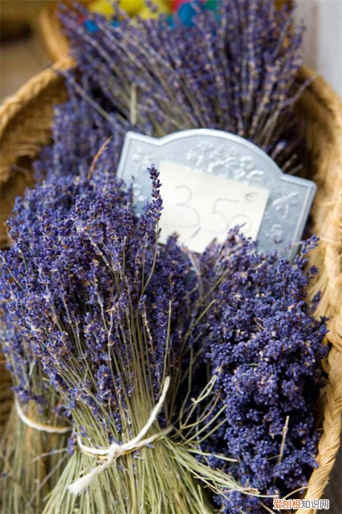 薰衣草怎么繁殖后代 薰衣草怎么繁殖