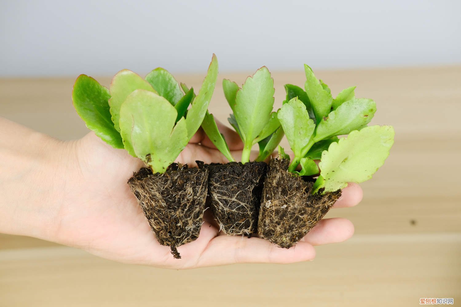 长寿花打顶与摘心技巧 长寿花打顶与摘心