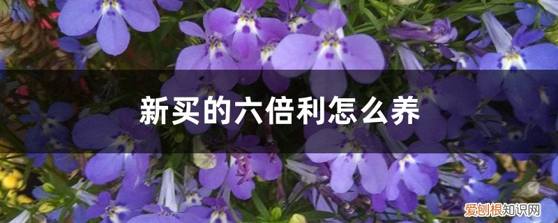 六倍利如何养 新买的六倍利怎么养
