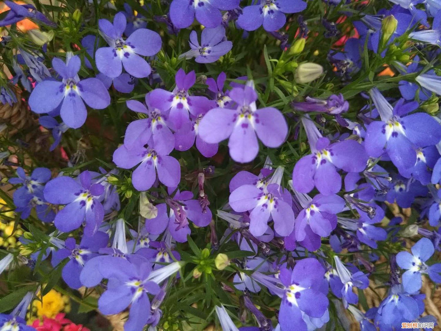 六倍利如何养 新买的六倍利怎么养