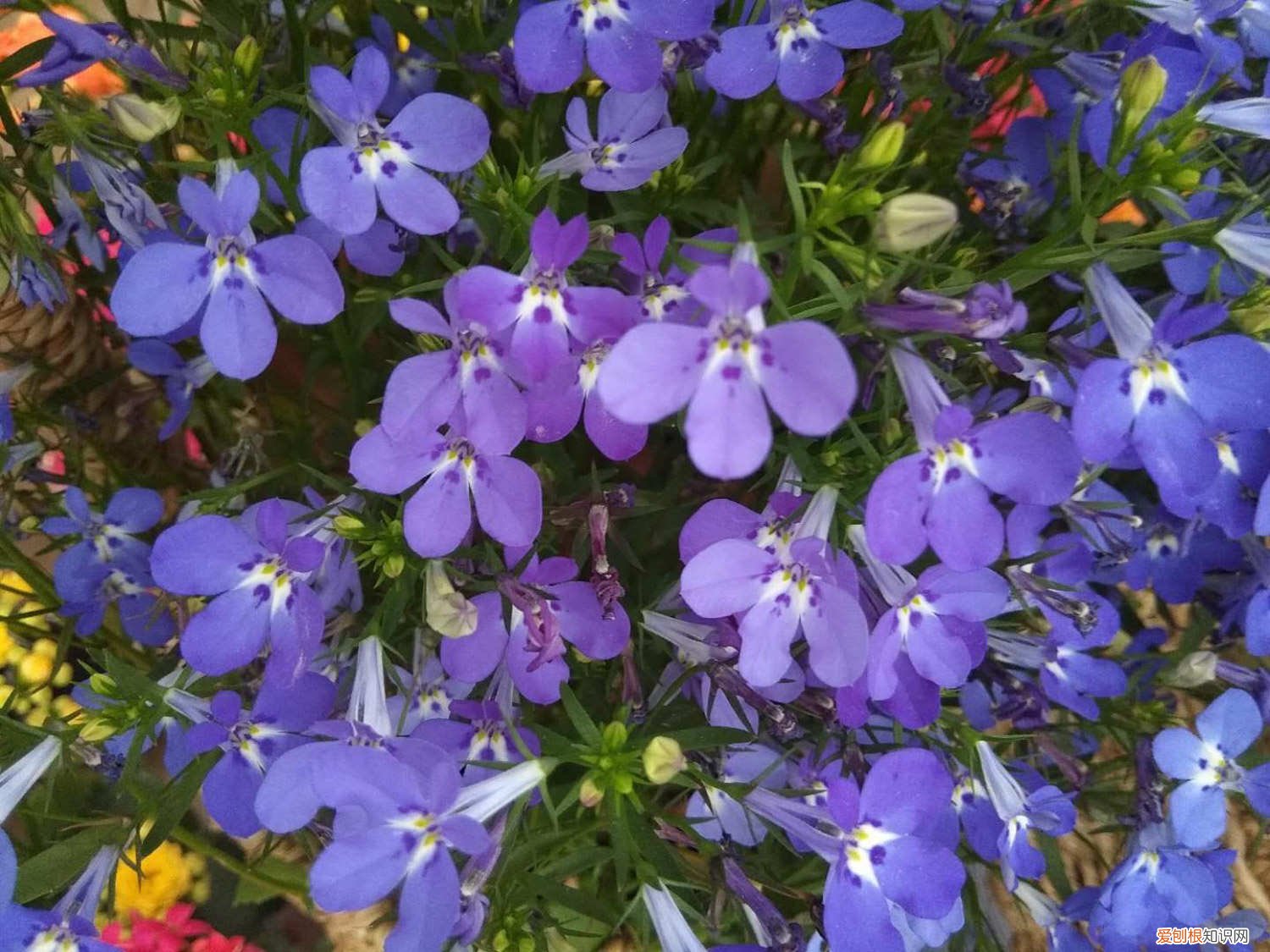 六倍利如何养 新买的六倍利怎么养