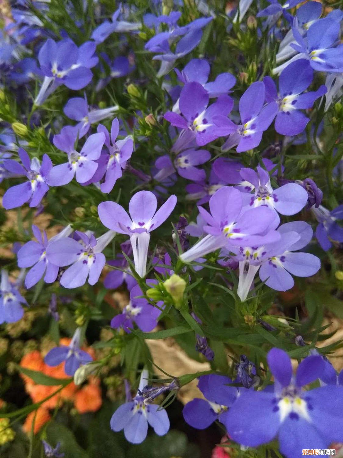 六倍利如何养 新买的六倍利怎么养