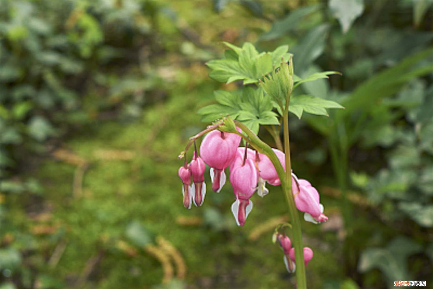 荷包牡丹花期结束后怎么养 新买的荷包牡丹怎么养