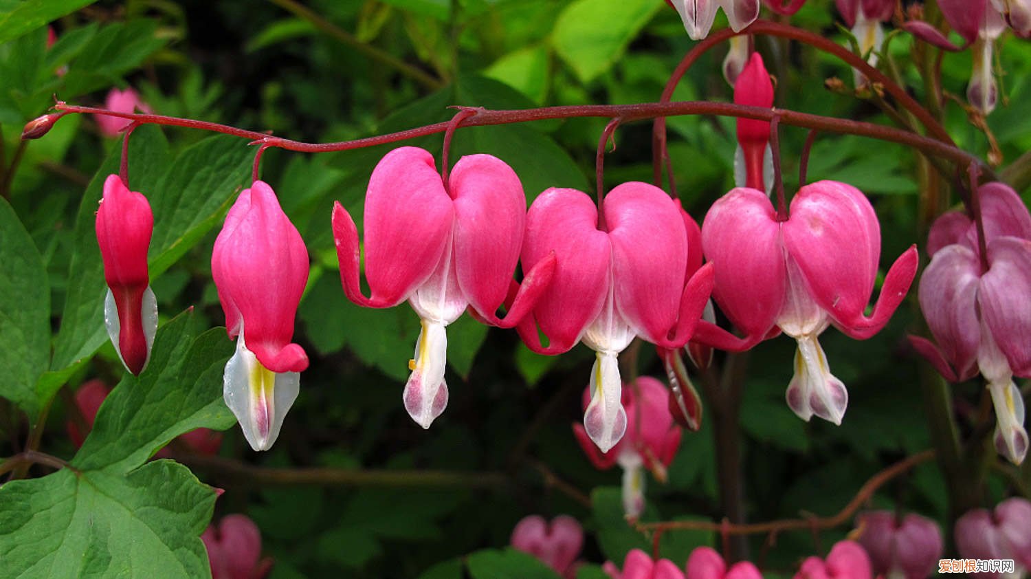 荷包牡丹花期结束后怎么养 新买的荷包牡丹怎么养