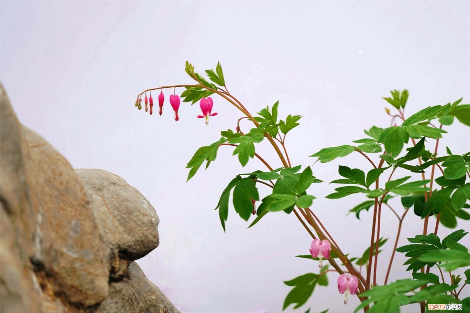 荷包牡丹花期结束后怎么养 新买的荷包牡丹怎么养