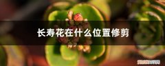 长寿花应该如何修剪 长寿花在什么位置修剪