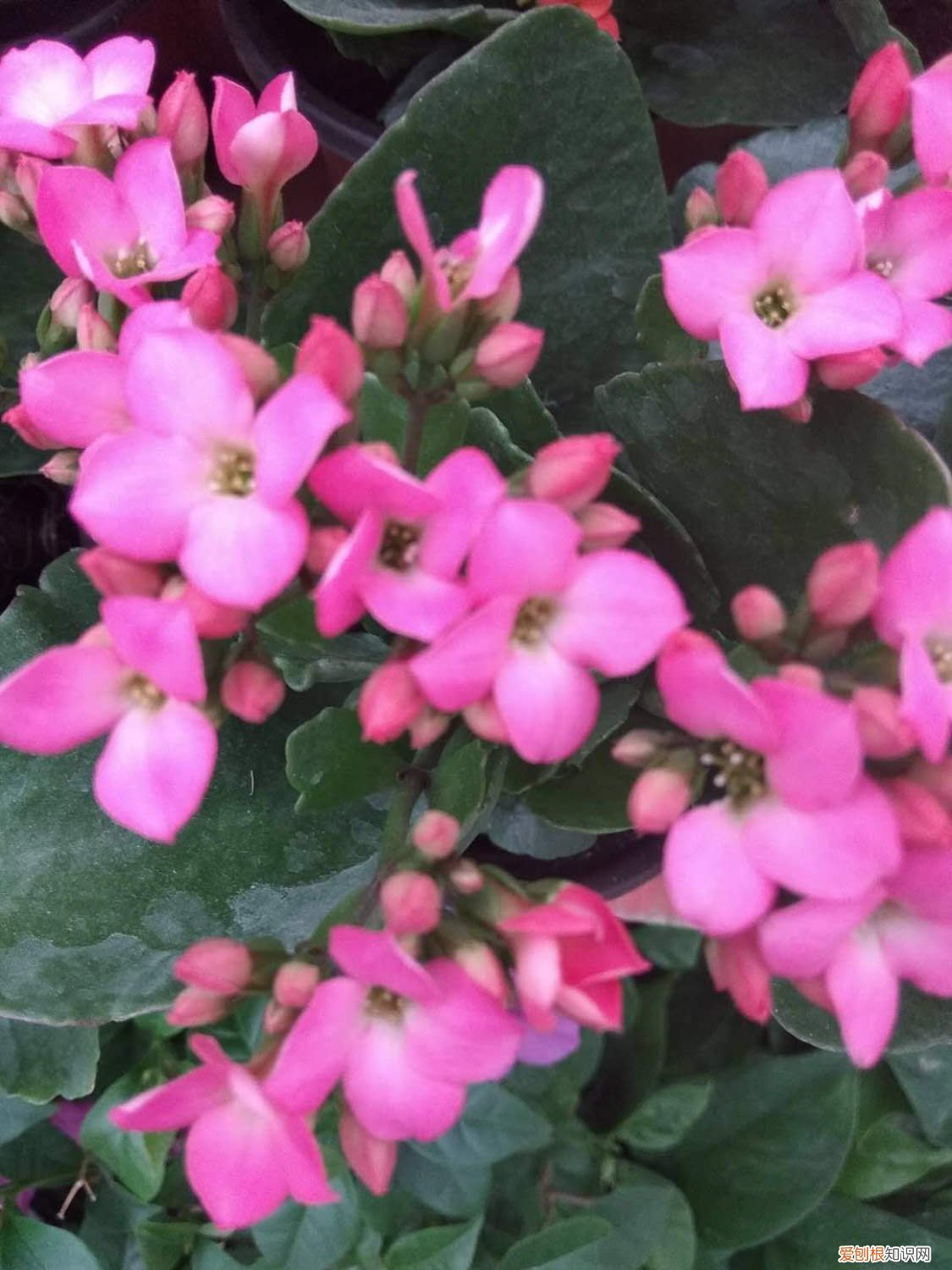 长寿花应该如何修剪 长寿花在什么位置修剪