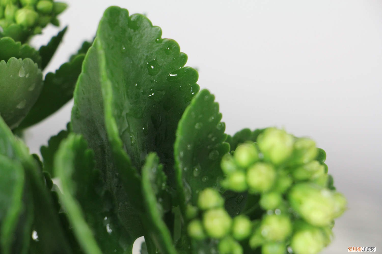 长寿花应该如何修剪 长寿花在什么位置修剪