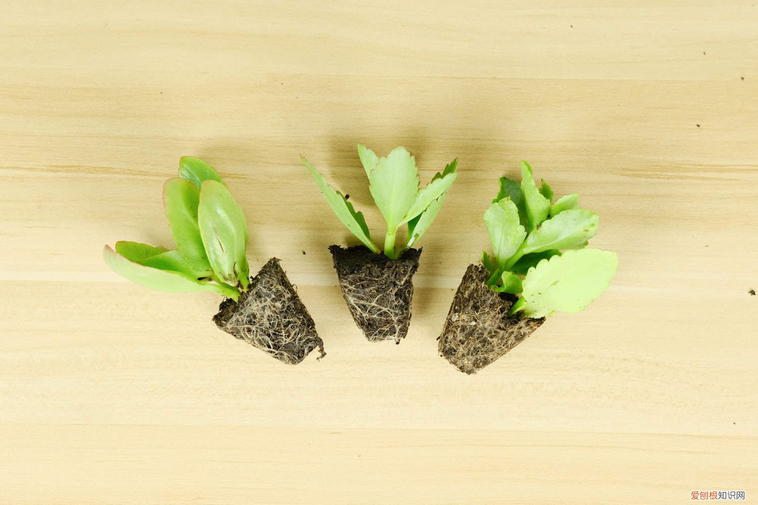 长寿花应该如何修剪 长寿花在什么位置修剪