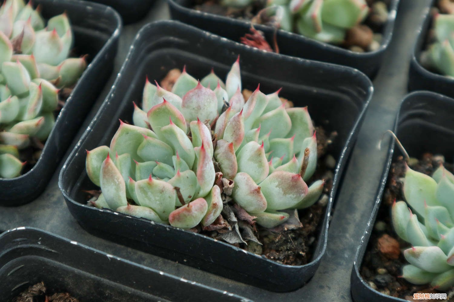 植物多肉可以晒太阳吗 多肉植物能晒太阳吗