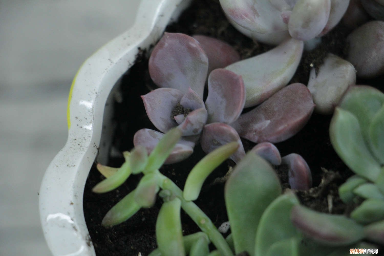 植物多肉可以晒太阳吗 多肉植物能晒太阳吗