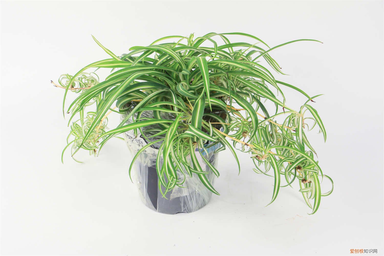 水培吊兰可以剪掉根吗 剪下的小吊兰能水培吗