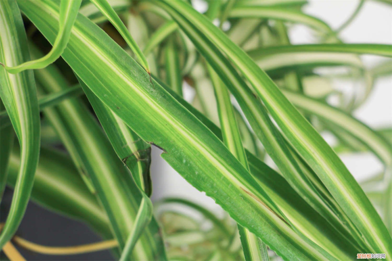 金鱼吊兰怎么修剪 吊兰怎么修剪