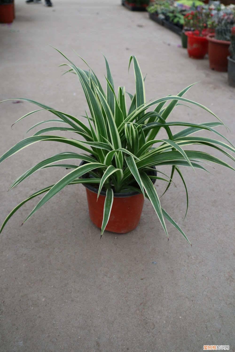 金鱼吊兰怎么修剪 吊兰怎么修剪