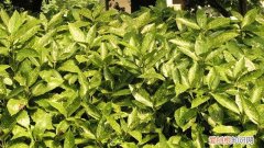 桃叶珊瑚园林用途 桃叶珊瑚怎么养